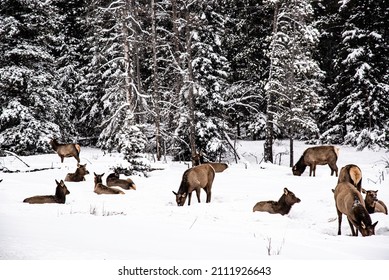 Jasper National Park, Canada - Dec. 25 2021: Deers And Goats Wandering In Winter Jasper National Park