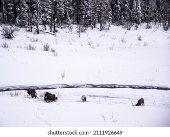 Jasper National Park, Canada - Dec. 25 2021: Deers And Goats Wandering In Winter Jasper National Park