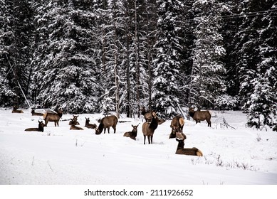 Jasper National Park, Canada - Dec. 25 2021: Deers And Goats Wandering In Winter Jasper National Park