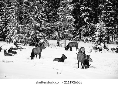 Jasper National Park, Canada - Dec. 25 2021: Deers And Goats Wandering In Winter Jasper National Park