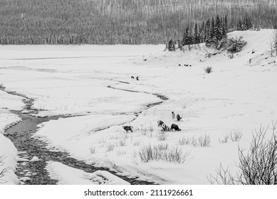 Jasper National Park, Canada - Dec. 25 2021: Deers And Goats Wandering In Winter Jasper National Park