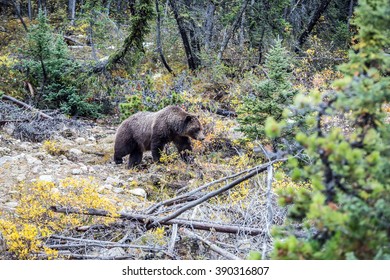  Jasper National Park, Canada. Large Brown Bear Walks Along The Autumn Forest In Search Of Food