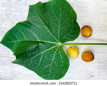A jathropa or tuba-tuba leaf and seeds.