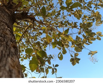 jati tree from the bottom