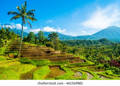 Jatiluwih Rice Field