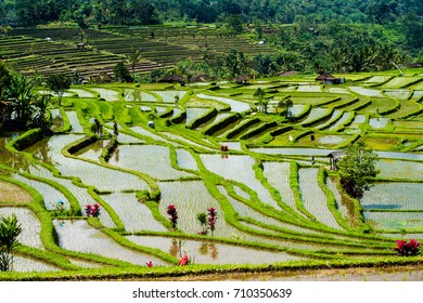 Jatiluwih Rice Terraces