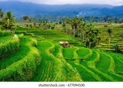 Jatiluwih Rice Terraces In Bali