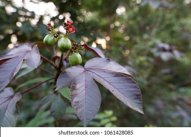 Jatropha Curcas Or Barbados Nut