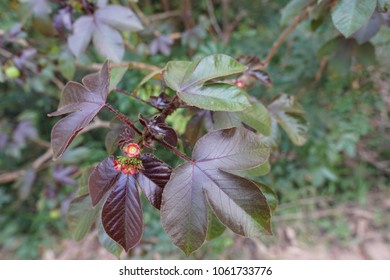 Jatropha Curcas Or Barbados Nut