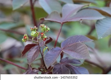 Jatropha Curcas Or Barbados Nut