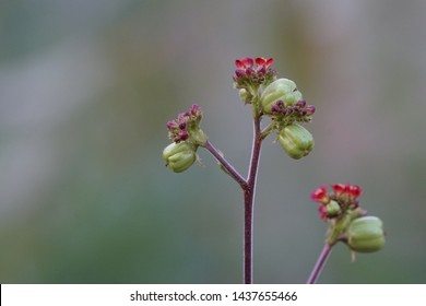 Jatropha Curcas Or Barbados Nut