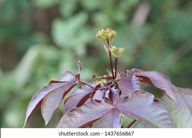 Jatropha Curcas Or Barbados Nut