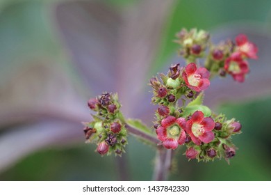 Jatropha Curcas Or Barbados Nut