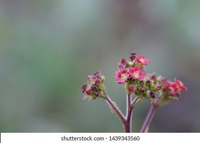 Jatropha Curcas Or Barbados Nut