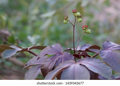 Jatropha Curcas Or Barbados Nut