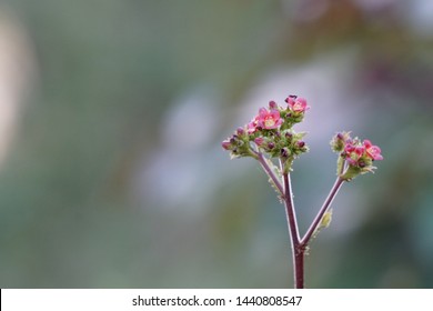 Jatropha Curcas Or Barbados Nut