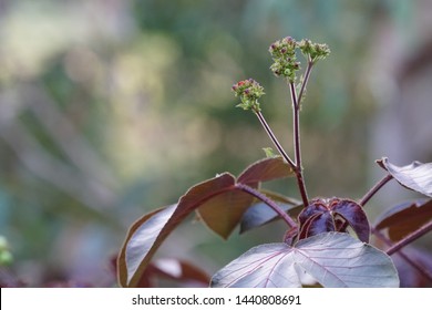 Jatropha Curcas Or Barbados Nut