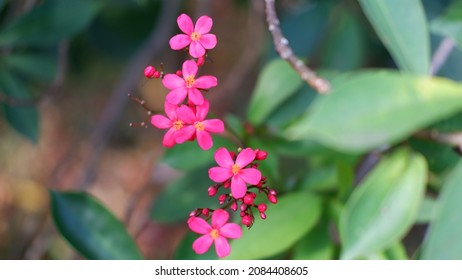 1,361 Jatropha integerrima plant Images, Stock Photos & Vectors ...