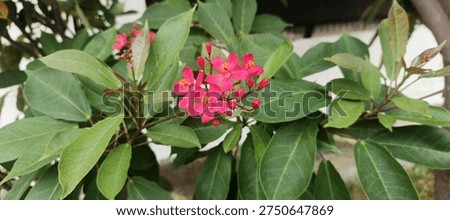 Jatropha integerrima Flower with grean leaf