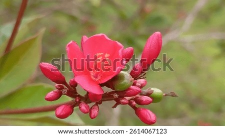 Jatropha integerrima flower in partial bloom. The rich crimson petals begin to unfold, revealing delicate yellow stamens, surrounded by lush green foliage. A beautiful representation of natural growt.