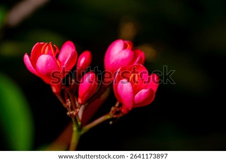 Jatropha Integerrima red flower closeup