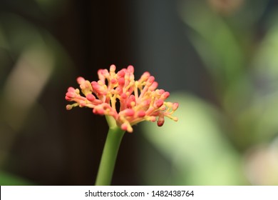 Tegak Images Stock Photos Vectors Shutterstock