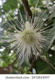 java apple flowers original look
