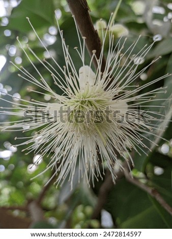 java apple flowers original look
