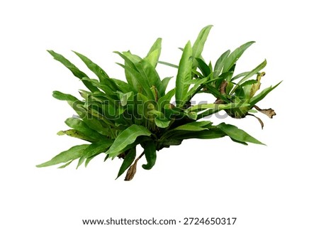 Java Fern (Microsorum pteropus), Fish Tank Plants, isolated on white background with clipping path.