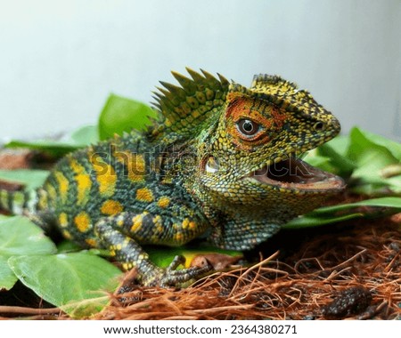 java forest dragon screaming over the leaves (gonocephalus chameleontinus)