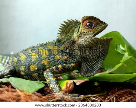 java forest dragon screaming over the leaves (gonocephalus chameleontinus)