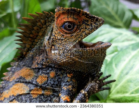 java forest dragon screaming over the leaves (gonocephalus chameleontinus)