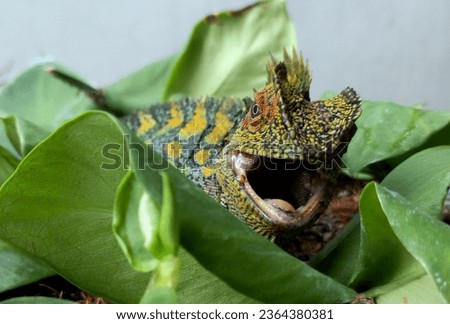 java forest dragon screaming over the leaves (gonocephalus chameleontinus)