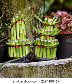 Java, Indonesia, June 13, 2022 - Baby bamboo shoots used for decoration after being planted