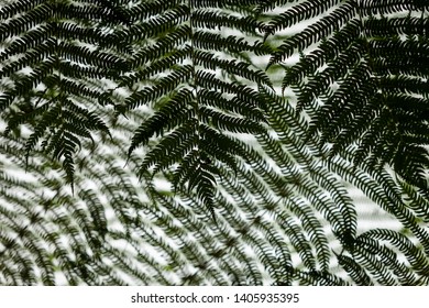 Java jumgle full of many leaf with different color and shape