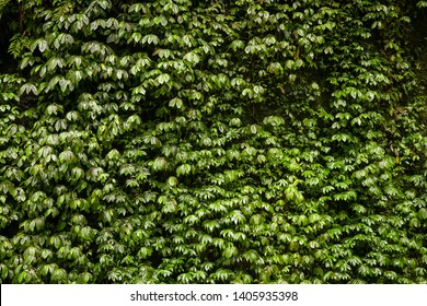 Java jumgle full of many leaf with different color and shape
