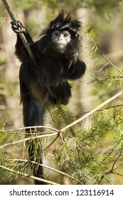 Java langur