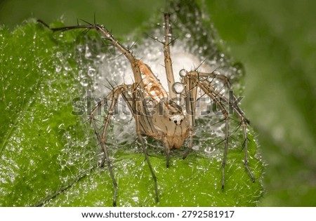 Java lynx spider Other names used include the wild cat spider, hexagon-eyed spider, or Javan hexagon-eyed spider.