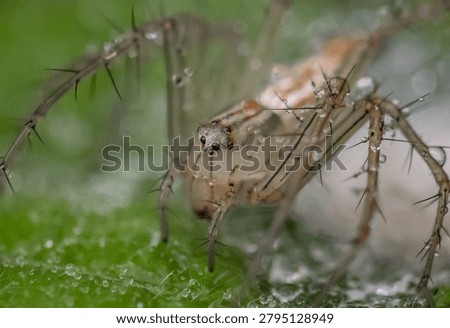 Java lynx spider Other names used include the wild cat spider, hexagon-eyed spider, or Javan hexagon-eyed spider.