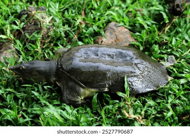 The Java narrow-headed softshell turtle is one of two sub-species of the Asian narrow-headed softshell turtle atau Chitra chitra, endemic to Indonesia, found in parts of Sumatra and Java. 