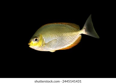 Java rabbitfish (Bluespotted spinefish, Streaked spinefoot) are swimming in marine aquarium.
Siganus javus is marine ornamental fish found near coral reefs.