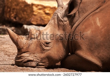 java rhino in the zoo
