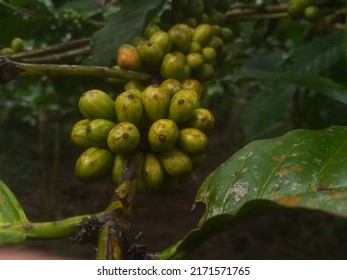 1,052 Coffee cultivation lands Images, Stock Photos & Vectors ...