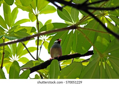 Java sparrow