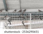 Java sparrow or Java finch in a cage