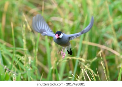 Java Sparrow Or Java Finch Flying,Beautiful Bird