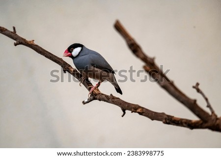 The Java Sparrow (Padda oryzivora).