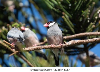 A Java Sparrow in a tree