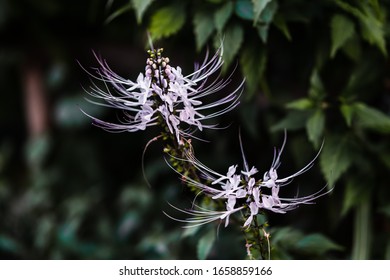 Misai Kucing Images Stock Photos Vectors Shutterstock