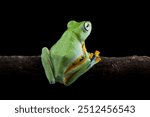 Java tree frog sitting on branch, flying frog Rhacophorus reinwardtii isolated on black